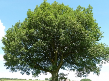 Bild 3 von Eiche südöstlich Hakenberg